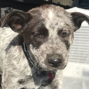 Meet your Posher, Diego